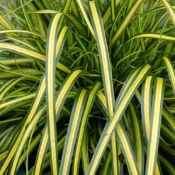 Evercolor Eversheen Carex - 1 Gallon Pot -Green Garden Outdoor Shop Carex Eversheen 1