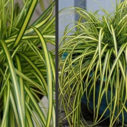 Evercolor Eversheen Carex - 1 Gallon Pot -Green Garden Outdoor Shop Carex Eversheen 2
