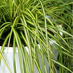Evercolor Eversheen Carex - 1 Gallon Pot