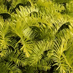 Golden Dragon Plum Yew (Cephalotaxus Harringtonia) - 5 Pack Of Quart Pots -Green Garden Outdoor Shop Cephalotaxus Yew Golden Dragon 3 1