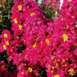 Berry Dazzle Dwarf Crape Myrtle - 2 Gallon Pot 9 Berry Dazzle Dwarf Crape Myrtle - 2 Gallon Pot -Green Garden Outdoor Shop Crape Myrtle Berry Dazzle 11 1