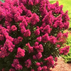 Berry Dazzle Dwarf Crape Myrtle - 1 Gallon Pot 10 Berry Dazzle Dwarf Crape Myrtle - 1 Gallon Pot -Green Garden Outdoor Shop Crape Myrtle Berry Dazzle 14