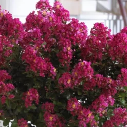 Berry Dazzle Dwarf Crape Myrtle - 2 Gallon Pot 11 Berry Dazzle Dwarf Crape Myrtle - 2 Gallon Pot -Green Garden Outdoor Shop Crape Myrtle Berry Dazzle 3 1