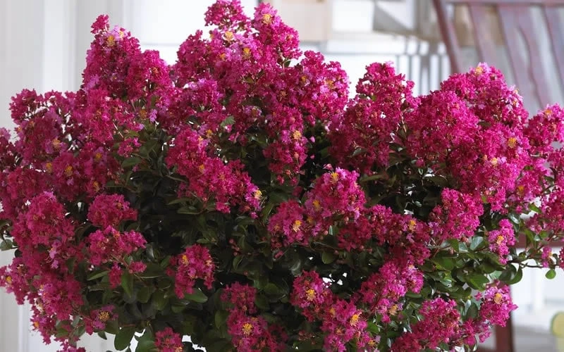 Berry Dazzle Dwarf Crape Myrtle - 2 Gallon Pot 6 Berry Dazzle Dwarf Crape Myrtle - 2 Gallon Pot - Image 6