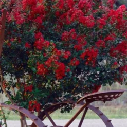 Black Diamond Red Hot Crape Myrtle - 3 Gallon Pot -Green Garden Outdoor Shop Crape Myrtle Black Diamond Red Hot 2 1