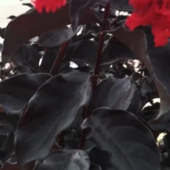 Black Diamond Best Red Crape Myrtle (Single Trunk Tree) - 7 Gallon Pot -Green Garden Outdoor Shop Crape Myrtle Black Diamond Red Hot 4 3