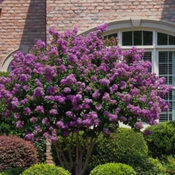 Catawba Purple Crape Myrtle - 3 Gallon Pot -Green Garden Outdoor Shop Crape Myrtle Catawba 5