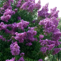 Catawba Purple Crape Myrtle - 3 Gallon Pot -Green Garden Outdoor Shop Crape Myrtle Catawba 500x750 1