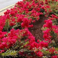 Cherry Dazzle Dwarf Crape Myrtle - 3 Gallon Pot -Green Garden Outdoor Shop Crape Myrtle Cherry Dazzle 31 1
