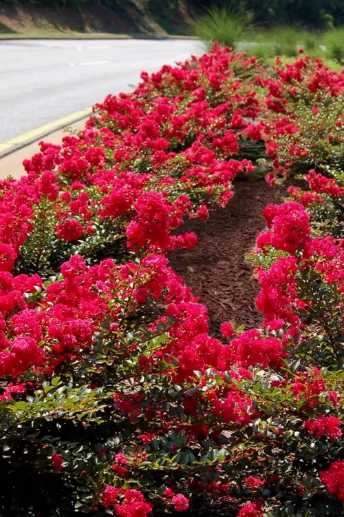 Cherry Dazzle Dwarf Crape Myrtle - 2 Gallon Pot 6 Cherry Dazzle Dwarf Crape Myrtle - 2 Gallon Pot - Image 6