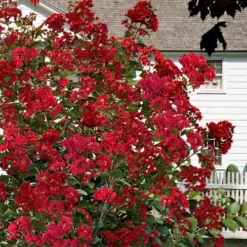 Colorama Scarlet Red Crape Myrtle - 7 Gallon Pot (3-4') -Green Garden Outdoor Shop Crape Myrtle Colorama Scarlet 1