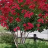 Colorama Scarlet Red Crape Myrtle - 7 Gallon Pot (3-4')