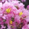 Dazzle Me Pink Dwarf Crape Myrtle - 3 Gallon Pot