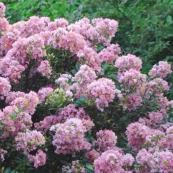 Dazzle Me Pink Dwarf Crape Myrtle - 2 Gallon Pot 10 Dazzle Me Pink Dwarf Crape Myrtle - 2 Gallon Pot -Green Garden Outdoor Shop Crape Myrtle Dazzle Me Pink 17