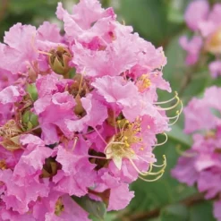 Dazzle Me Pink Dwarf Crape Myrtle - 3 Gallon Pot 11 Dazzle Me Pink Dwarf Crape Myrtle - 3 Gallon Pot -Green Garden Outdoor Shop Crape Myrtle Dazzle Me Pink Closeup 1