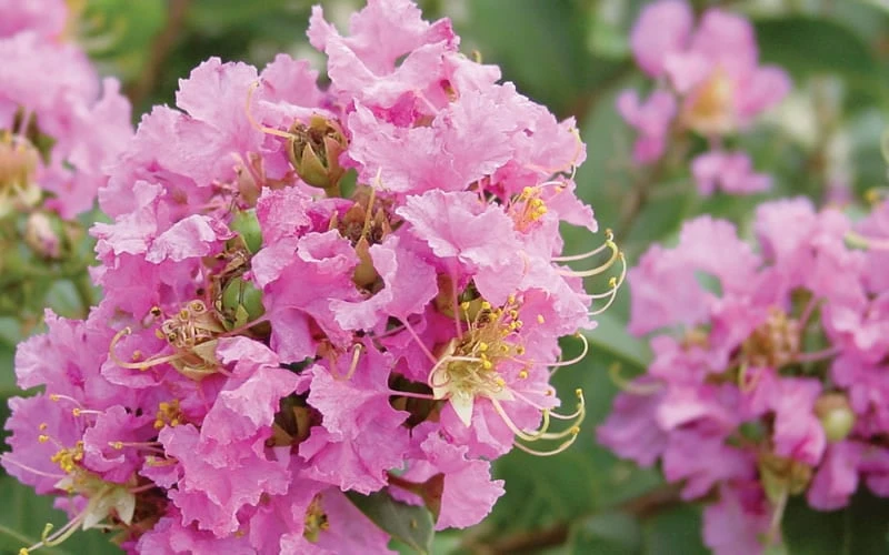 Dazzle Me Pink Dwarf Crape Myrtle - 2 Gallon Pot 6 Dazzle Me Pink Dwarf Crape Myrtle - 2 Gallon Pot - Image 6