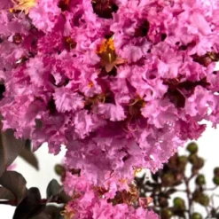 Delta Eclipse Crape Myrtle - 2 Gallon Pot 8 Delta Eclipse Crape Myrtle - 2 Gallon Pot -Green Garden Outdoor Shop Crape Myrtle Delta Eclipse BS