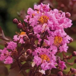 Delta Eclipse Crape Myrtle - 2 Gallon Pot