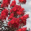 Delta Flame Crape Myrtle - 3 Gallon Pot