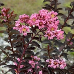 Delta Jazz Crape Myrtle - 2 Gallon Pot 10 Delta Jazz Crape Myrtle - 2 Gallon Pot -Green Garden Outdoor Shop Crape Myrtle Delta Jazz
