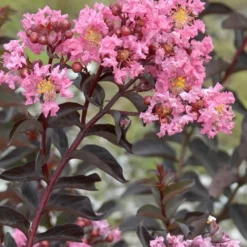 Delta Jazz Crape Myrtle - 2 Gallon Pot 11 Delta Jazz Crape Myrtle - 2 Gallon Pot -Green Garden Outdoor Shop Crape Myrtle Delta Jazz Rev 500x750 1