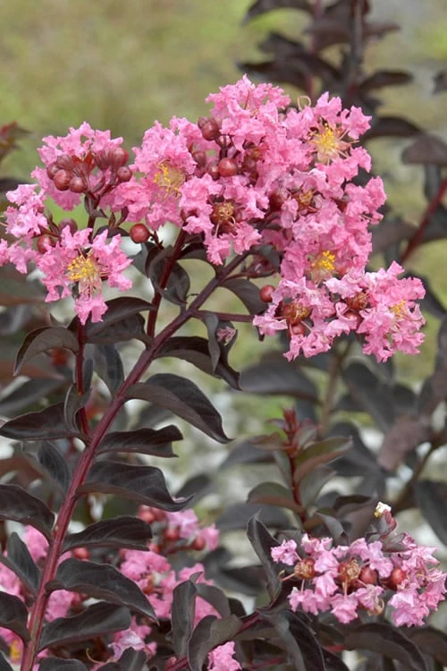 Delta Jazz Crape Myrtle - 2 Gallon Pot 6 Delta Jazz Crape Myrtle - 2 Gallon Pot - Image 6