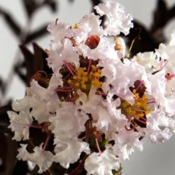 Delta Moonlight Crape Myrtle - 2 Gallon Pot 7 Delta Moonlight Crape Myrtle - 2 Gallon Pot -Green Garden Outdoor Shop Crape Myrtle Delta Moonlight