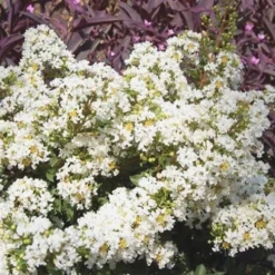 Diamond Dazzle Dwarf Crape Myrtle - 2 Gallon Pot -Green Garden Outdoor Shop Crape Myrtle Diamond Dazzle
