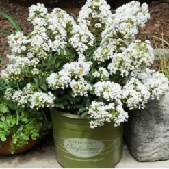 Diamond Dazzle Dwarf Crape Myrtle - 2 Gallon Pot -Green Garden Outdoor Shop Crape Myrtle Diamond Dazzle In Pot