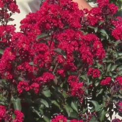 Double Dynamite Crape Myrtle - 2 Gallon Pot -Green Garden Outdoor Shop Crape Myrtle Double Dynamite 25