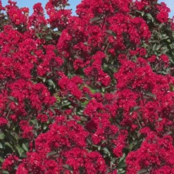 Double Dynamite Crape Myrtle Tree (Single Trunk Tree) - 7 Gallon Pot (5-6') 9 Double Dynamite Crape Myrtle Tree (Single Trunk Tree) - 7 Gallon Pot (5-6') -Green Garden Outdoor Shop Crape Myrtle Double Dynamite 26 1