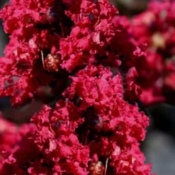 Double Feature Red Crape Myrtle - 3 Gallon Pot