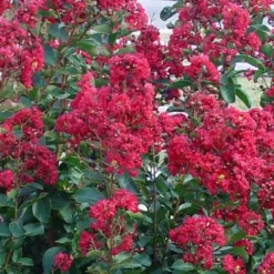 Double Feature Red Crape Myrtle - 3 Gallon Pot 11 Double Feature Red Crape Myrtle - 3 Gallon Pot -Green Garden Outdoor Shop Crape Myrtle Double Feature 50