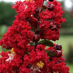 Dynamite Red Crape Myrtle - 7 Gallon Pot (5-6') 9 Dynamite Red Crape Myrtle - 7 Gallon Pot (5-6') -Green Garden Outdoor Shop Crape Myrtle Dynamite Rev 2 500x750 2