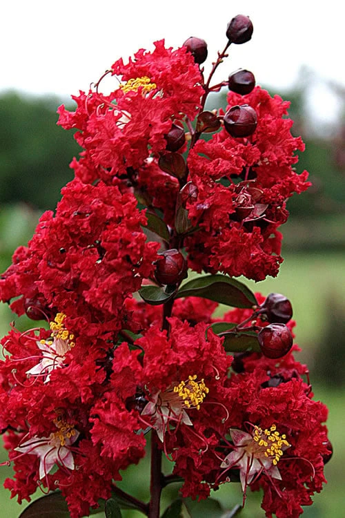 Dynamite Red Crape Myrtle - 7 Gallon Pot (5-6') 4 Dynamite Red Crape Myrtle - 7 Gallon Pot (5-6') - Image 4