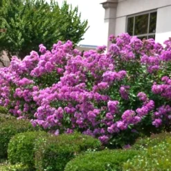 Early Bird Purple Crape Myrtle - 2 Gallon Pot -Green Garden Outdoor Shop Crape Myrtle Early Bird Purple 2
