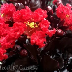 Ebony Flame Crape Myrtle - 2 Gallon Pot -Green Garden Outdoor Shop Crape Myrtle Ebony Flame