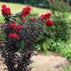 Ebony Flame Crape Myrtle - 2 Gallon Pot -Green Garden Outdoor Shop Crape Myrtle Ebony Flame Tree