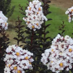 Ebony & Ivory Crape Myrtle - 3 Gallon Pot -Green Garden Outdoor Shop Crape Myrtle Ebony Ivory 2