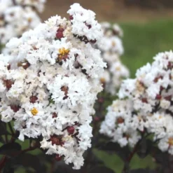 Ebony & Ivory Crape Myrtle - 3 Gallon Pot -Green Garden Outdoor Shop Crape Myrtle Ebony Ivory