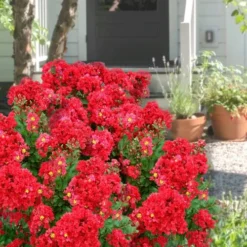 Enduring Summer Red Crape Myrtle - 3 Gallon Pot