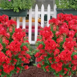 Enduring Summer Red Crape Myrtle - 3 Gallon Pot -Green Garden Outdoor Shop Crape Myrtle Enduring Summer 11