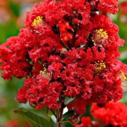 Enduring Summer Red Crape Myrtle Tree (Single Trunk) - 7 Gallon Pot -Green Garden Outdoor Shop Crape Myrtle Enduring Summer Redr BS 2