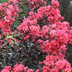 Midnight Magic Crape Myrtle (Multi Trunk) - 7 Gallon Pot 11 Midnight Magic Crape Myrtle (Multi Trunk) - 7 Gallon Pot -Green Garden Outdoor Shop Crape Myrtle Midnight Magic 1