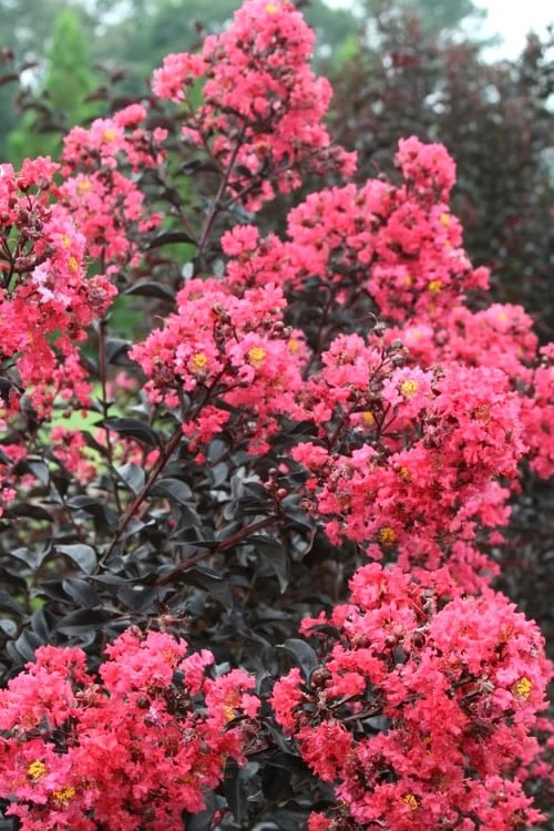 Midnight Magic Crape Myrtle (Multi Trunk) - 7 Gallon Pot 5 Midnight Magic Crape Myrtle (Multi Trunk) - 7 Gallon Pot - Image 5