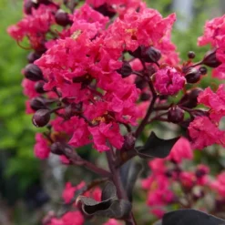 Midnight Magic Crape Myrtle (Multi Trunk) - 7 Gallon Pot 12 Midnight Magic Crape Myrtle (Multi Trunk) - 7 Gallon Pot -Green Garden Outdoor Shop Crape Myrtle Midnight Magic 2