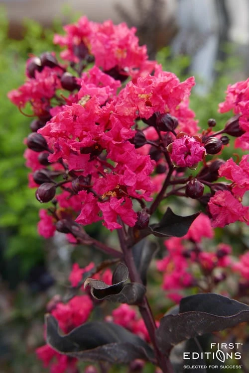 Midnight Magic Crape Myrtle (Multi Trunk) - 7 Gallon Pot 6 Midnight Magic Crape Myrtle (Multi Trunk) - 7 Gallon Pot - Image 6