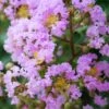 Muskogee Lavender Crape Myrtle - 7 Gallon Pot (4-5')