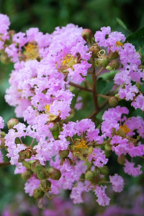 Muskogee Lavender Crape Myrtle - 7 Gallon Pot (4-5') 1 Muskogee Lavender Crape Myrtle - 7 Gallon Pot (4-5')