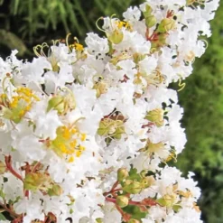 Natchez White Crape Myrtle (Multi Trunk) - 7 Gallon Pot (4-5') 12 Natchez White Crape Myrtle (Multi Trunk) - 7 Gallon Pot (4-5') -Green Garden Outdoor Shop Crape Myrtle Natchez 11 1